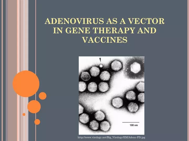 adenovirus as a vector in gene therapy and vaccines