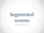 Segmented worms - slide 1