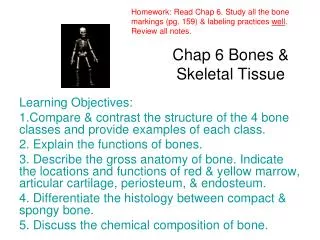 Chap 6 Bones &amp; Skeletal Tissue