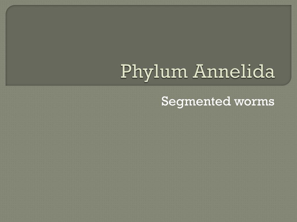 PPT - Phylum Annelida PowerPoint Presentation, free download - ID:2361082