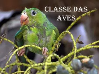 classe das aves
