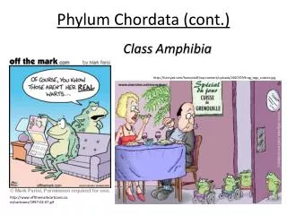 Phylum Chordata (cont.)