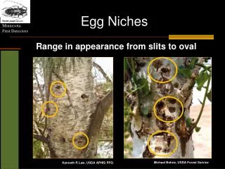 Egg Niches