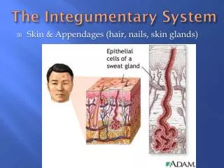 The Integumentary System