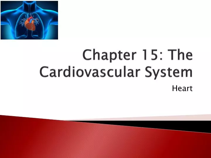 chapter 15 the cardiovascular system
