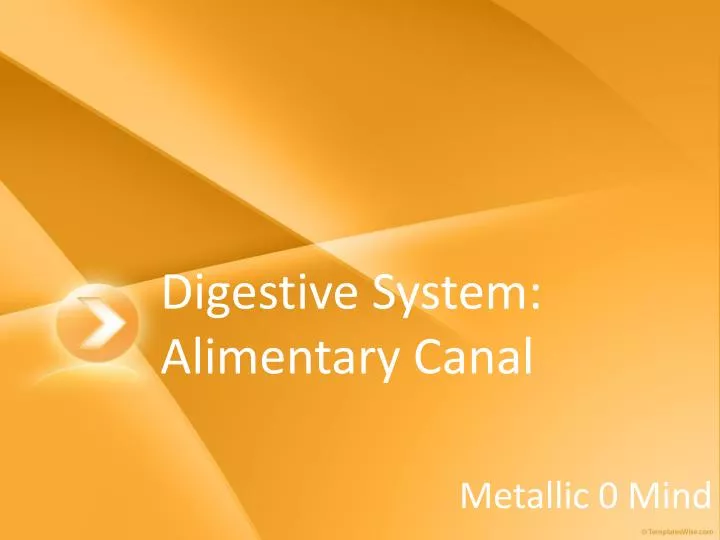 digestive system alimentary canal