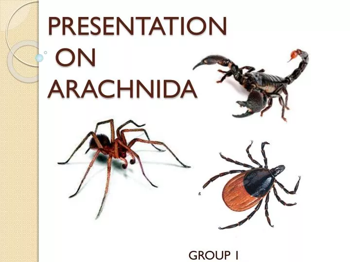 presentation on arachnida