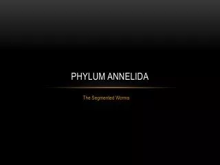 Phylum annelida