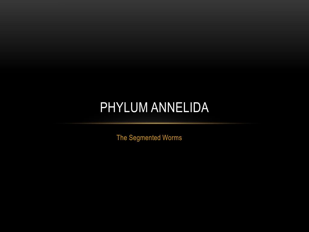 PPT - Phylum annelida PowerPoint Presentation, free download - ID:2361381