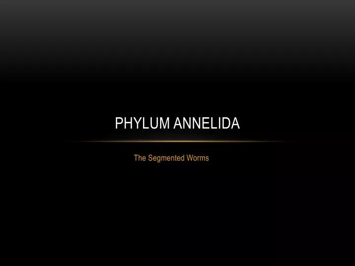 phylum annelida