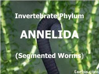 Invertebrate Phylum ANNELIDA (Segmented Worms )