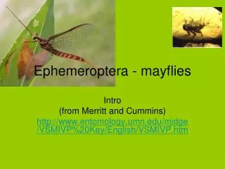 Ephemeroptera - mayflies