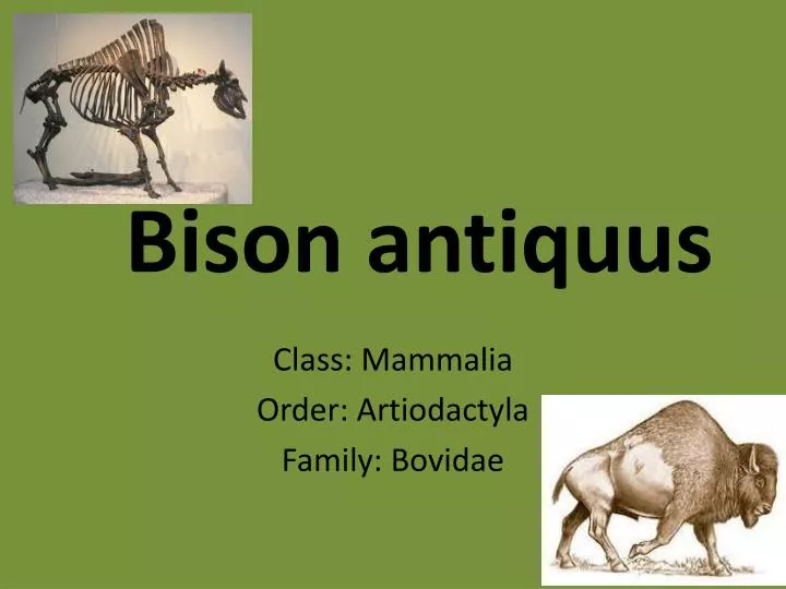 bison antiquus