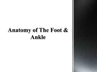 Anatomy of The Foot &amp; Ankle