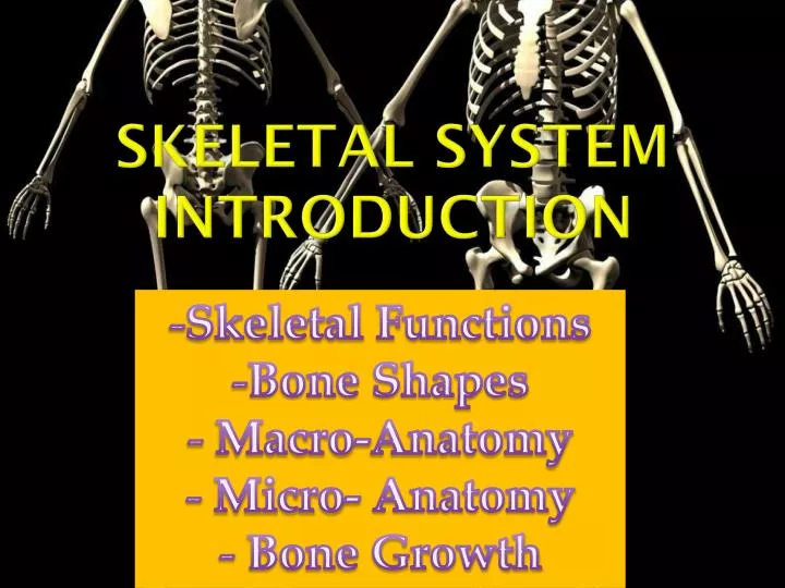 skeletal system introduction