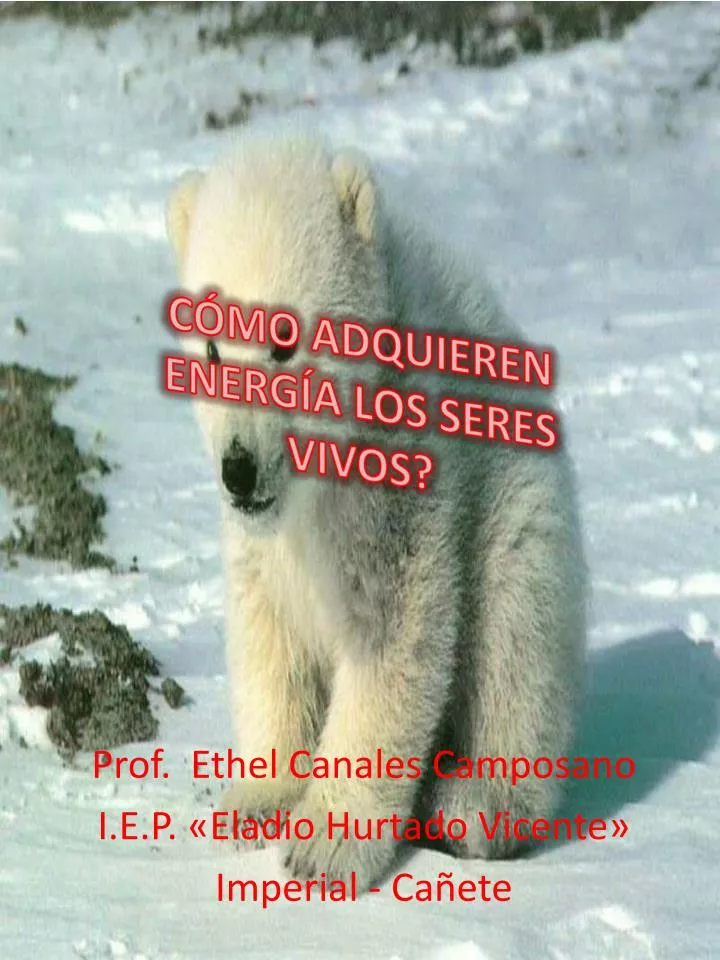 c mo adquieren energ a los seres vivos