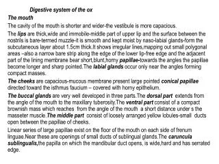 Digestive system of the ox The mouth