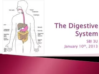 The Digestive System