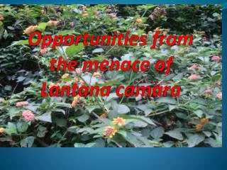 Opportunities from the menace of Lantana camara