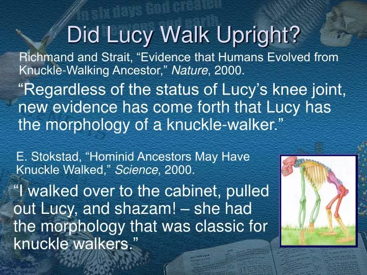 did lucy walk upright
