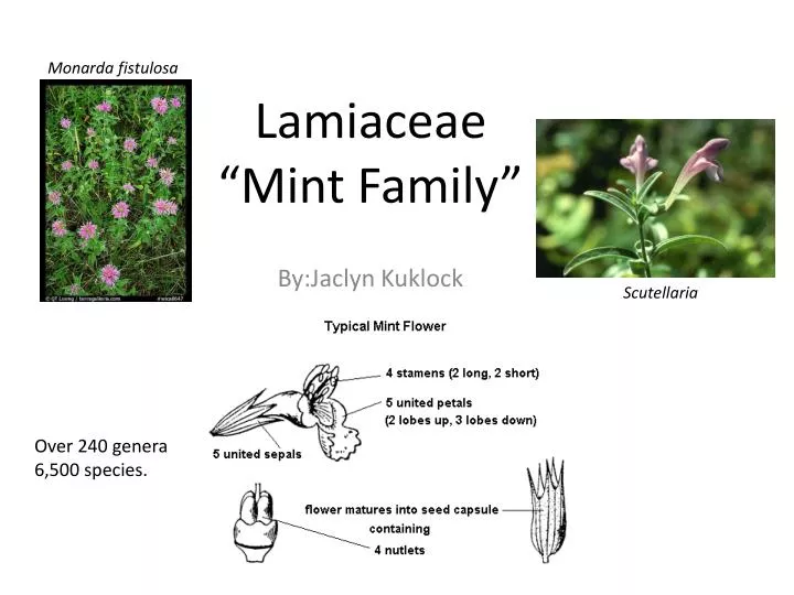 lamiaceae mint family
