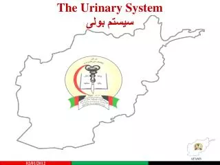 the urinary system