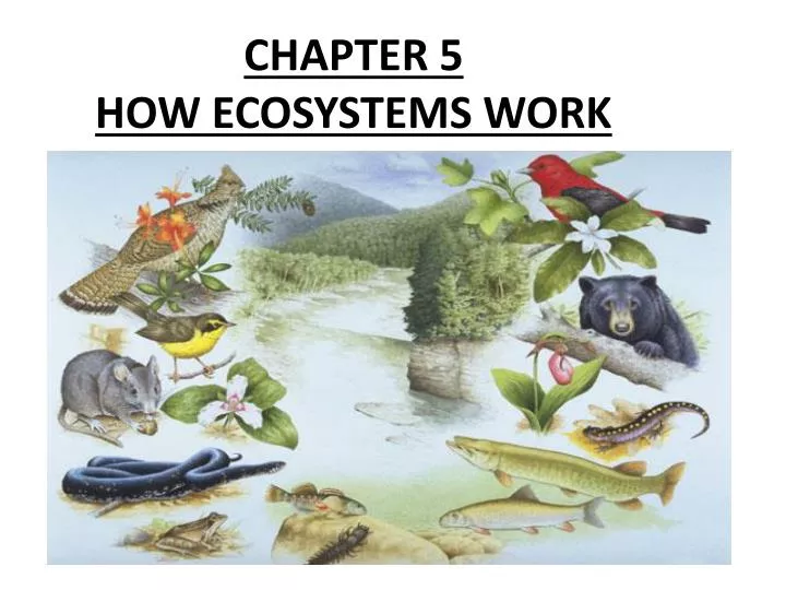 chapter 5 how ecosystems work