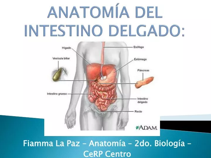 anatom a del intestino delgado