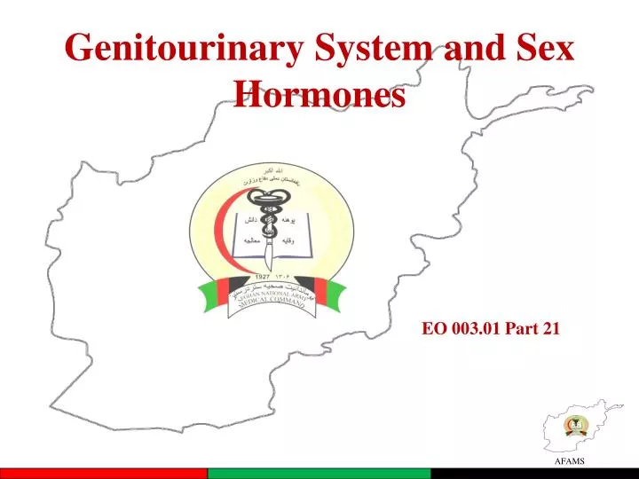 genitourinary system and sex hormones