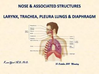nose &amp; assocIated structures Larynx , trachea , pleura lungs &amp; dIaphragm