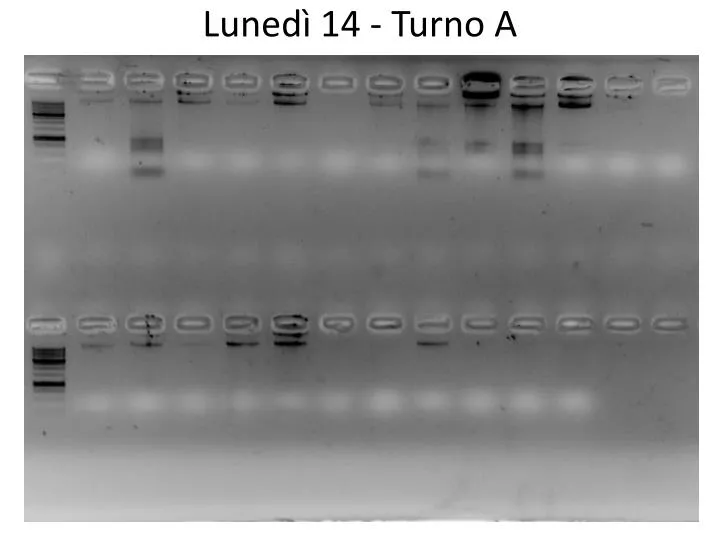 luned 14 turno a