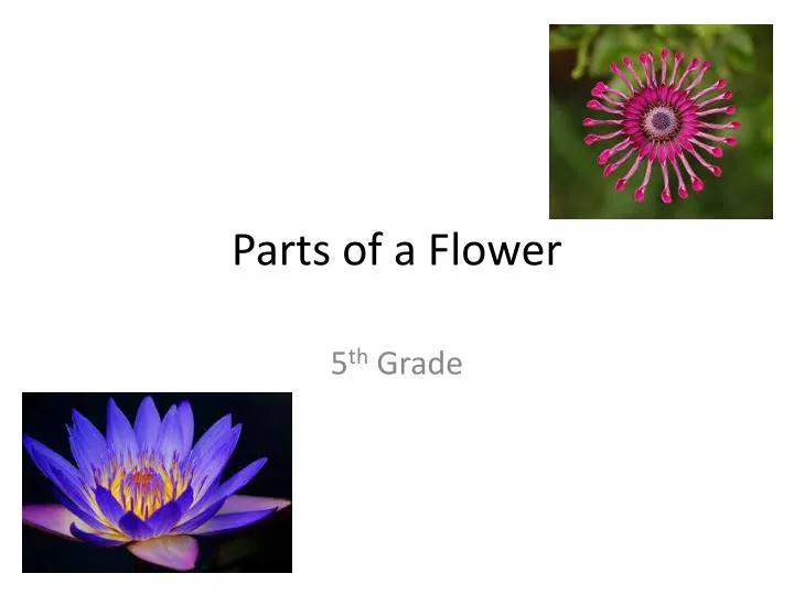 A Flower Powerpoint Presentation