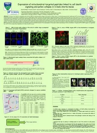 Stable transgenic Arabidopsis thaliana