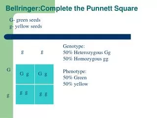 Bellringer:Complete the Punnett Square