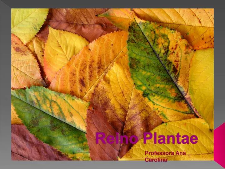 reino plantae