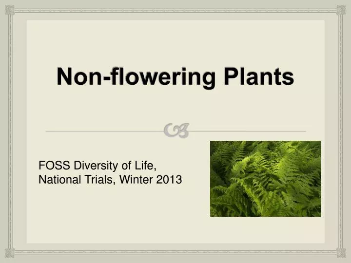 non flowering plants