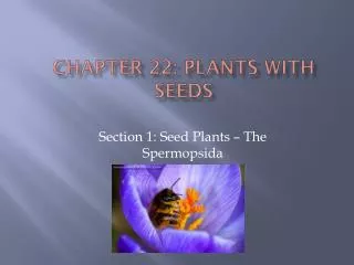 Chapter 22: Plants with Seeds