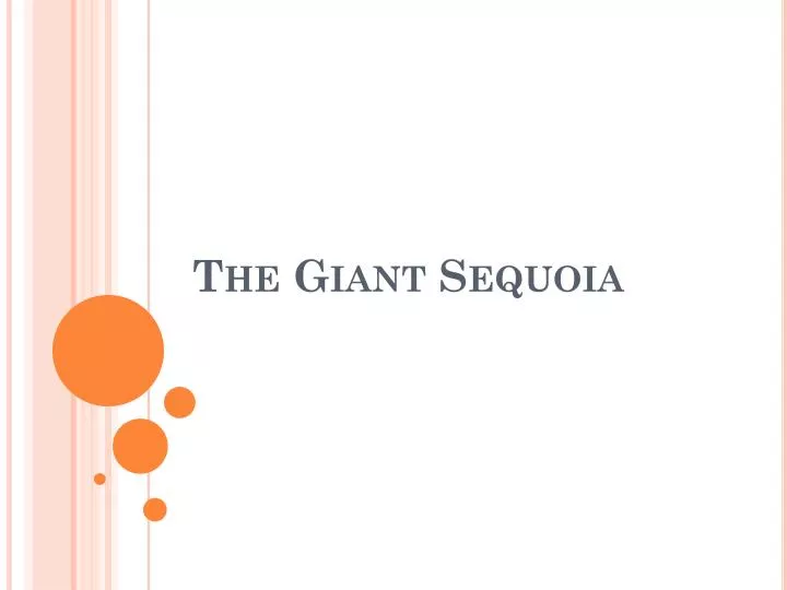 the giant sequoia