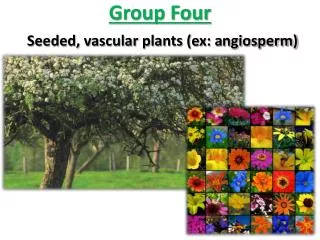 Group Four Seeded, vascular plants (ex: a ngiosperm)