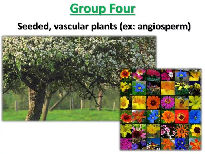 group four seeded vascular plants ex a ngiosperm