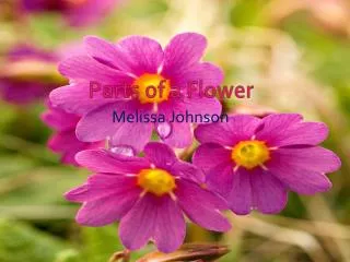 melissa johnson