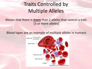 Traits Controlled by Multiple Alleles