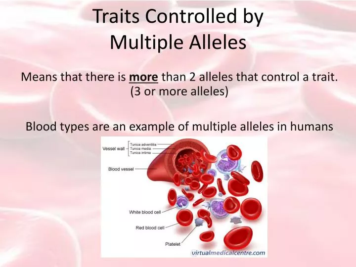 traits controlled by multiple alleles