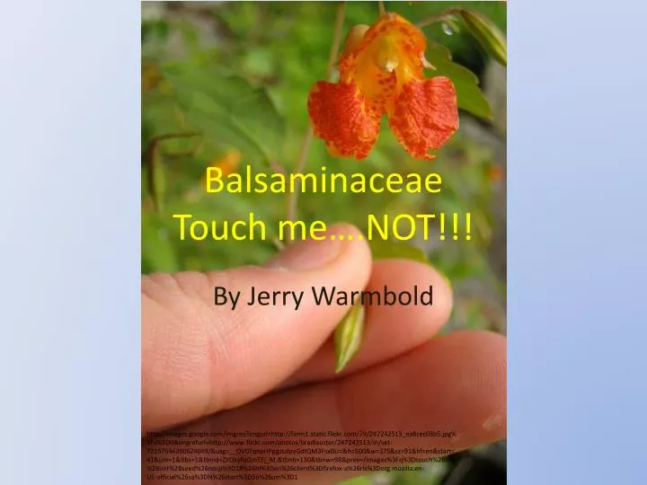 balsaminaceae touch me not