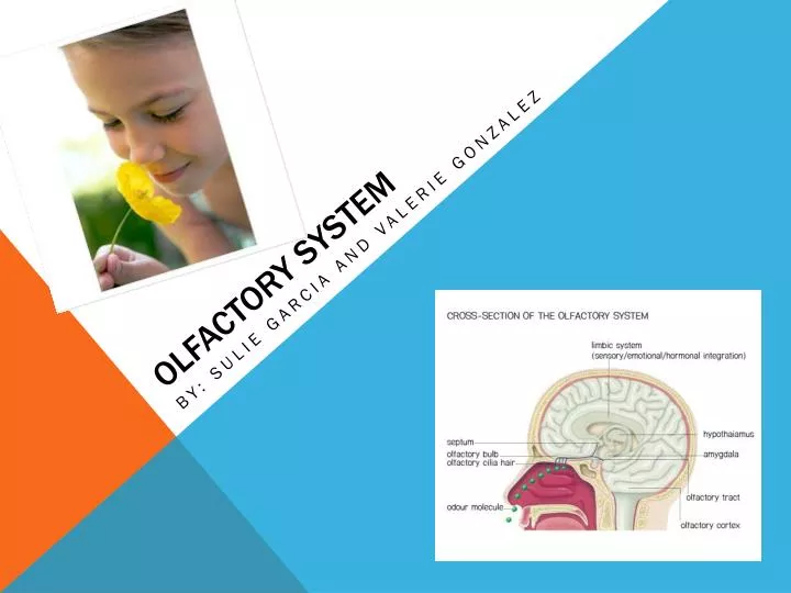 olfactory system