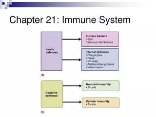 Chapter 21: Immune System