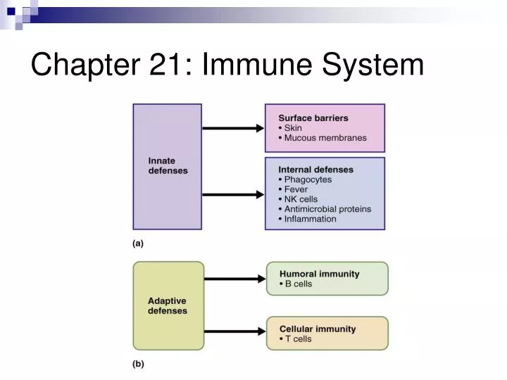 chapter 21 immune system