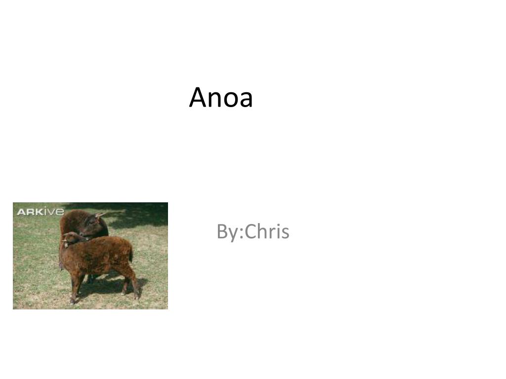 PPT - A noa PowerPoint Presentation, free download - ID:2364549