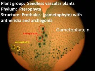 Gametophyte n