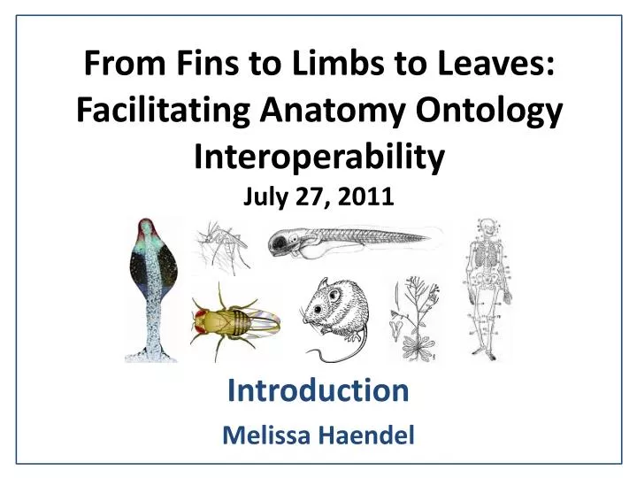 from fins to limbs to leaves facilitating anatomy ontology interoperability july 27 2011